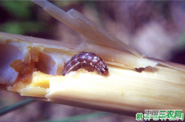 竹笋禾夜蛾如何防治？