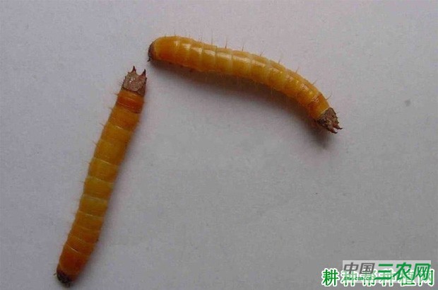 竹笋如何防治沟金针虫？