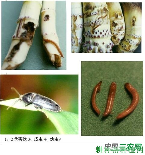 竹笋如何防治沟金针虫？