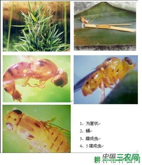 竹茎蝇如何防治？