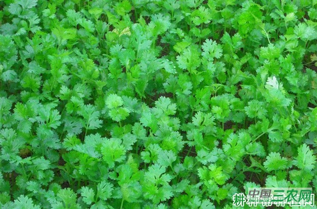 白花香菜品种好不好？