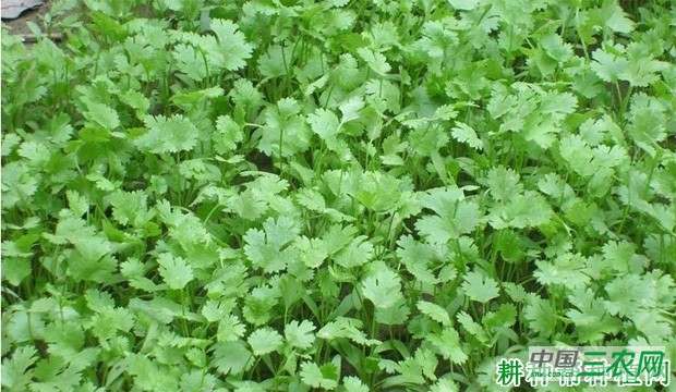 北京聚萍388香菜品种好不好？