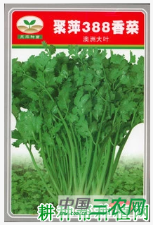 北京聚萍388香菜品种好不好？