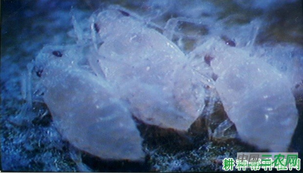 竹后粗腿蚜如何防治？