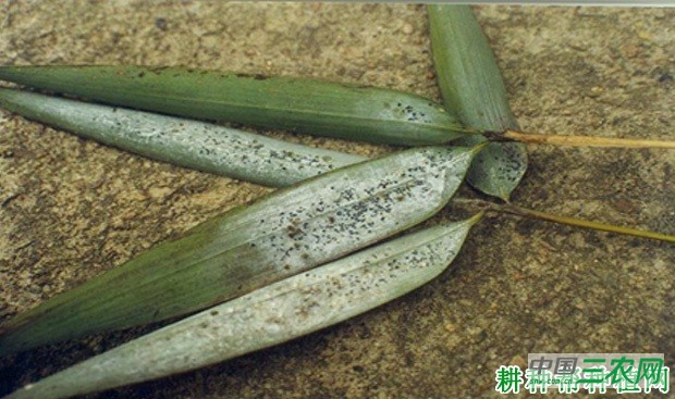 竹后粗腿蚜如何防治？