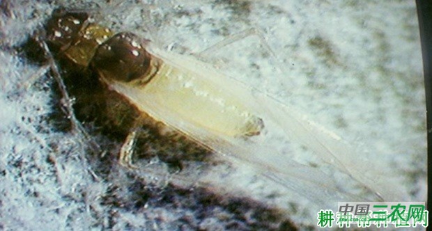 竹后粗腿蚜如何防治？