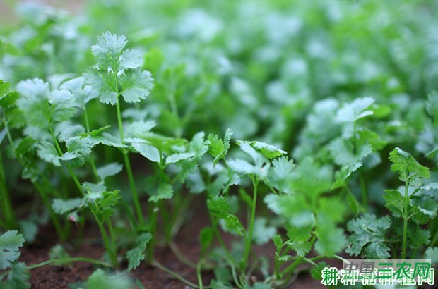 香菜（芫荽）品种有几种类型？