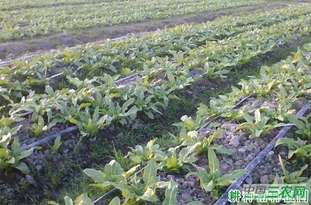 科兴11号莴笋品种好不好？