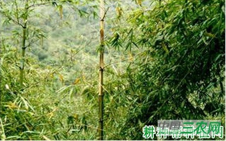 高节竹梢枯病如何防治？