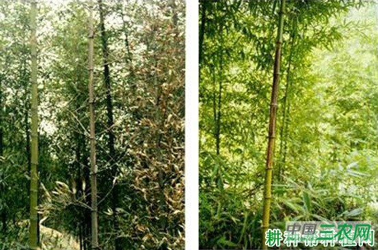 高节竹梢枯病如何防治？