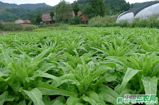 科兴7号莴笋品种好不好？