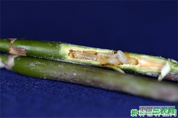 竹笋如何防治竹瘿广肩小蜂？