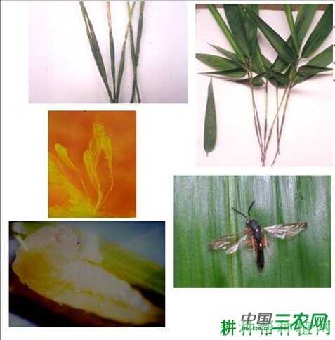 竹笋如何防治竹瘿广肩小蜂？