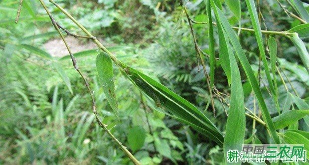竹螟如何防治？