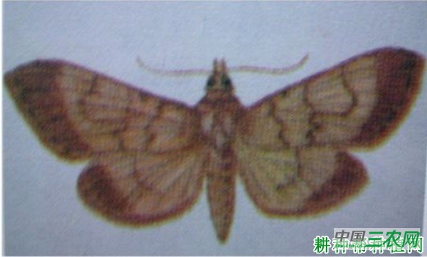 竹螟如何防治？