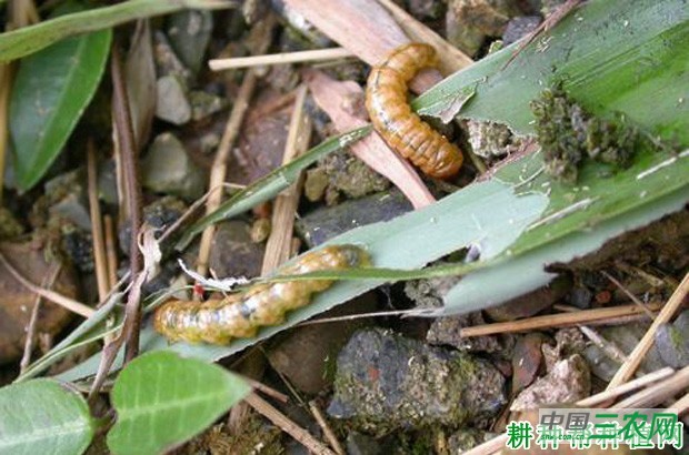 竹螟如何防治？