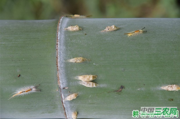 竹笋如何防治华竹毒蛾？