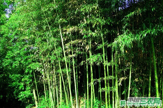 竹子黑粉病如何防治？