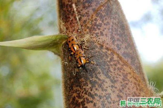 竹笋如何防治一字竹象虫？