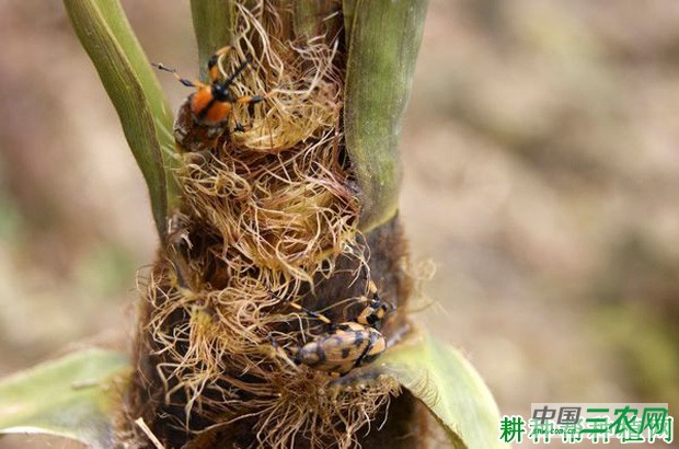 竹笋如何防治一字竹象虫？