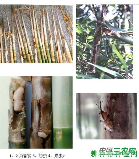 竹笋如何防治一字竹象虫？