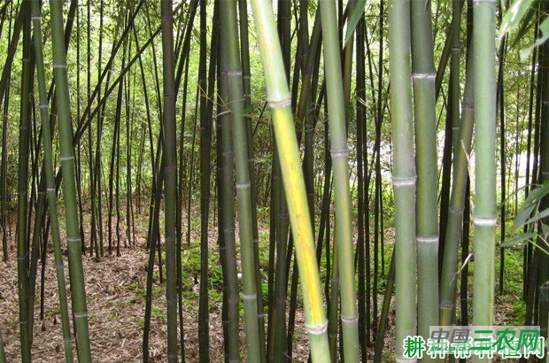 乌哺鸡笋品种好不好？