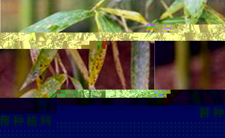 乌哺鸡笋品种好不好？