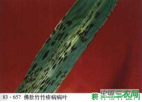 竹疹病如何防治？