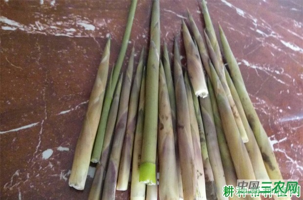绿竹笋品种好不好？