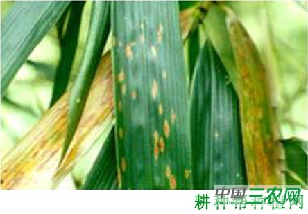 竹疹病如何防治？