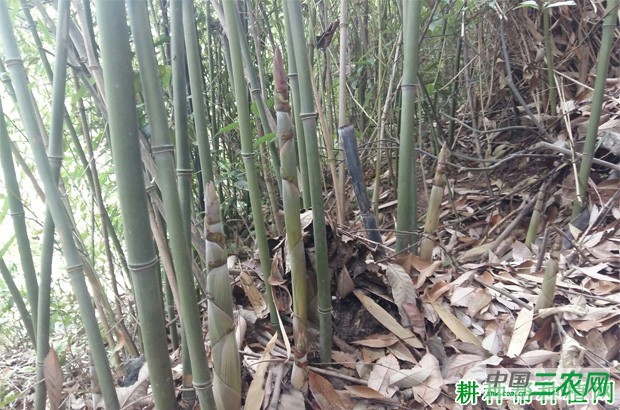 绿竹笋品种好不好？