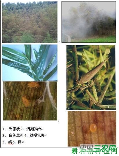 竹叶锈褐斑病如何防治？