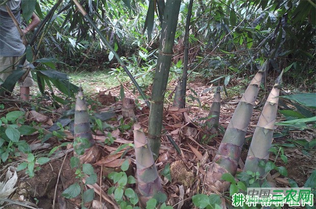 麻笋品种好不好？