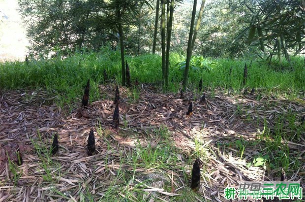 雷竹笋品种好不好？