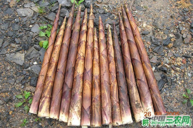 金佛山方竹笋品种好不好？