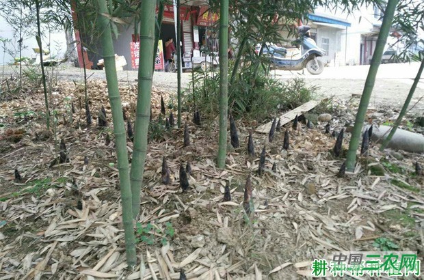 雷竹笋品种好不好？