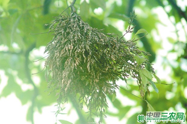 竹子丛枝病如何防治？