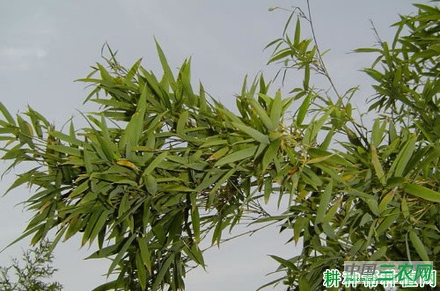 竹子丛枝病如何防治？