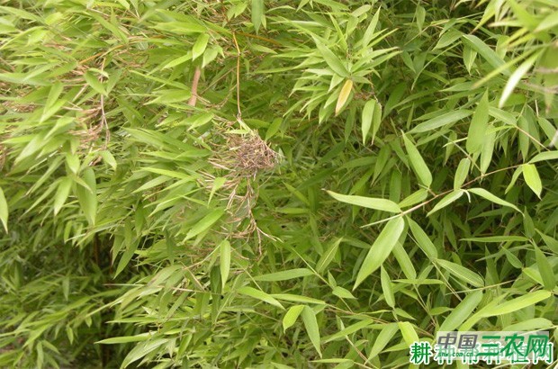 竹子丛枝病如何防治？