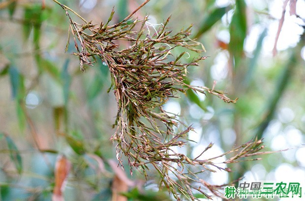 竹子丛枝病如何防治？