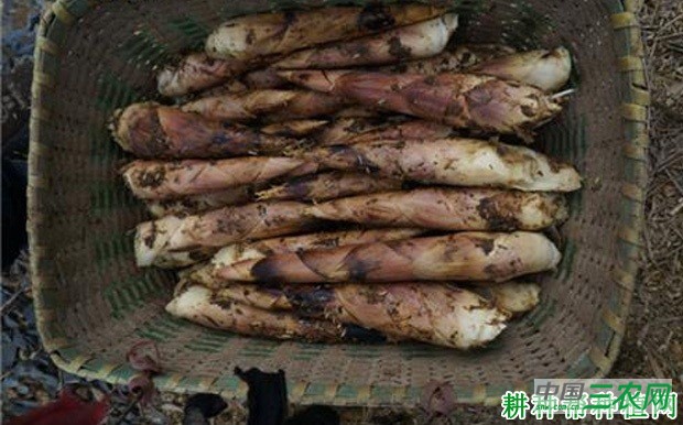 早竹笋品种好不好？