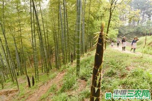 高节竹笋品种好不好？