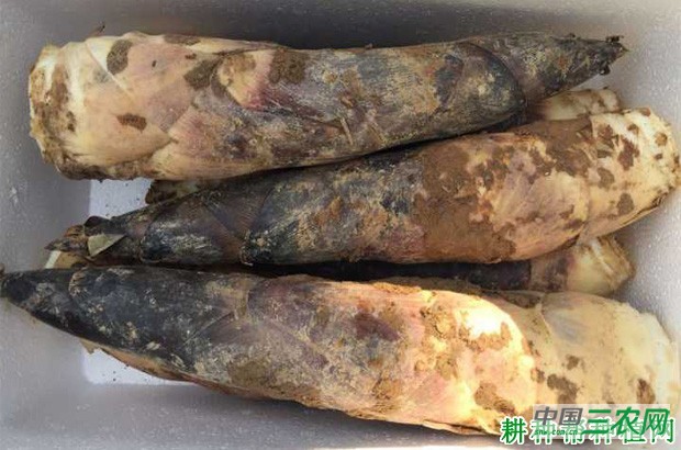 高节竹笋品种好不好？