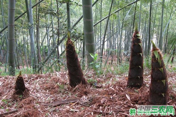 毛笋品种好不好？