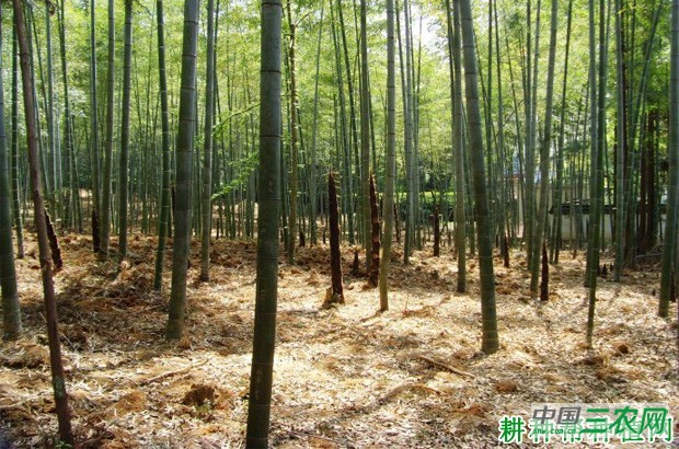 毛笋品种好不好？