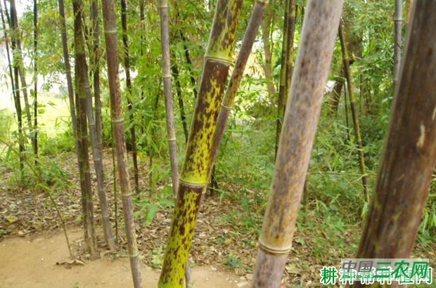 竹杆芝麻斑病如何防治？