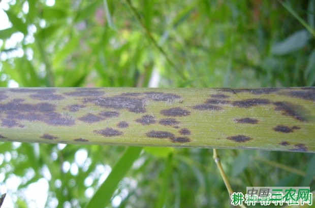 竹杆芝麻斑病如何防治？