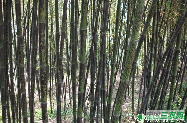 竹杆芝麻斑病如何防治？