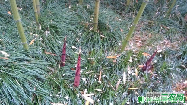 刚竹笋品种好不好？