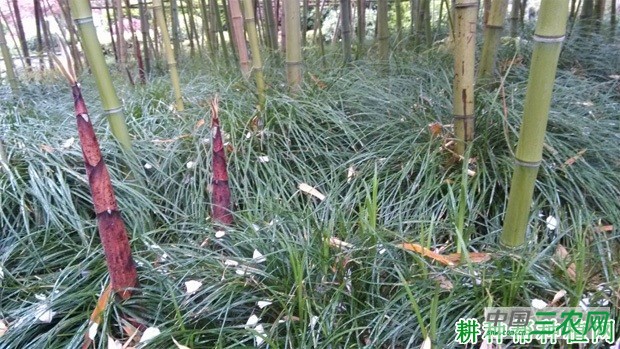 刚竹笋品种好不好？